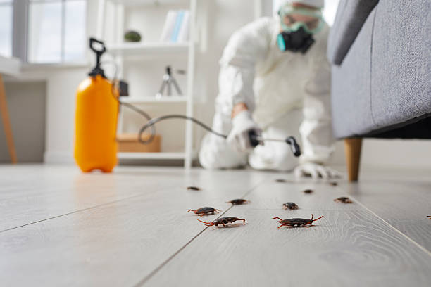 Commercial Rodent Management in Arthur